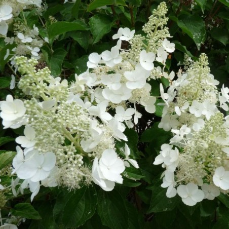 Hortenzija, skarainā ,,White Lady,, /Hydrangea paniculata/ - P9 kont.