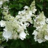 Skarainā hortenzija ,,White Lady,, /Hydrangea paniculata/ - P9 kont.