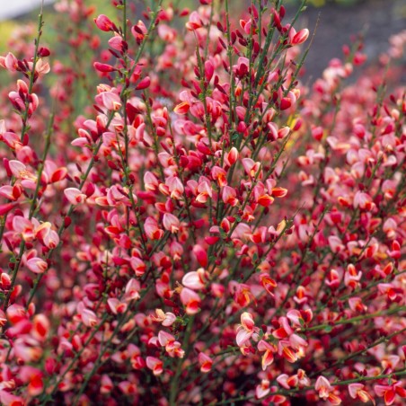 Citīzs ,,Hollandia,, /Cytisus/- C2,5 kont.