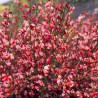 Citīzs ,,Hollandia,, /Cytisus/- C2,5 kont.
