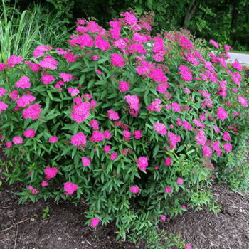 Spireja, Japānas 'Neon Flash' /Spiraea japonica/ - C2,5 kont.