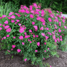 Spireja, Japānas 'Neon Flash' /Spiraea japonica/ - C2,5 kont.
