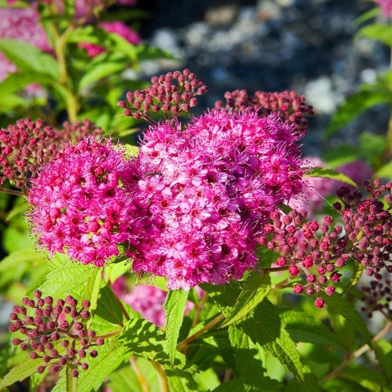 Lanksva, japoninė 'Neon Flash' /Spiraea japonica/ - C2,5 kont.