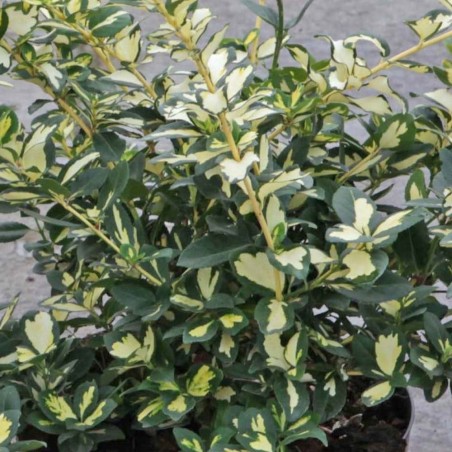 Segliņš, fortūna ,,Blondy'' /Euonymus / - C2 kont.