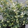 Segliņš, fortūna ,,Blondy'' /Euonymus / - C2 kont.