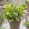 Segliņš, fortūna ,,Blondy'' /Euonymus / - C2 kont.