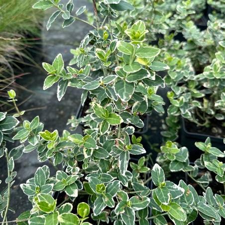 Ožekšnis, fortūno ,,Variegata'' /Euonymus / - C2 kont.