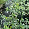 Segliņš, fortūna ,,Variegata'' /Euonymus / - C2 kont.