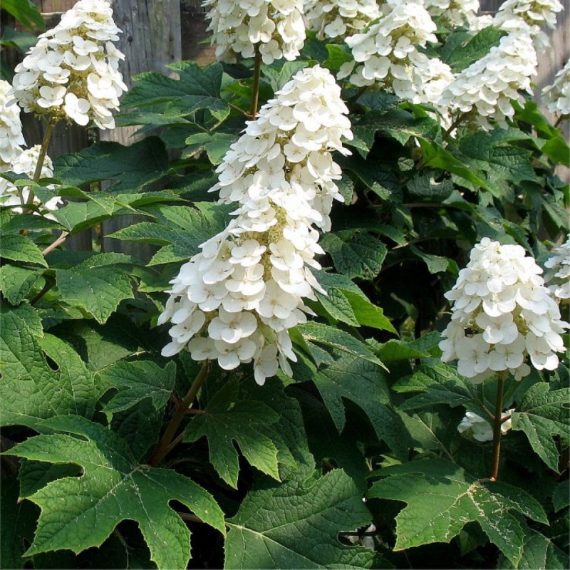 Ozollapu hortenzija 'Ice Crystal' /hydrangea quercifolia/ - C4 kont.