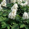 Ozollapu hortenzija 'Ice Crystal' /hydrangea quercifolia/ - C4 kont.
