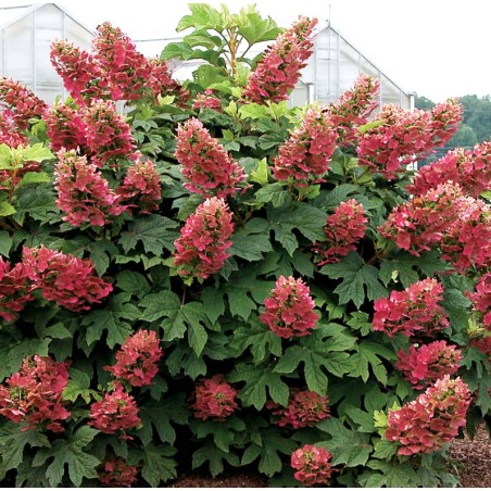 Ozollapu hortenzija 'Amethyst' /hydrangea quercifolia/ - C4 kont.