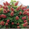 Ozollapu hortenzija 'Amethyst' /hydrangea quercifolia/ - C4 kont.