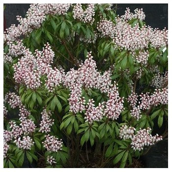 Piēra, Japanas "Bonfire" /pieris japonica/ - C2,5 kont.