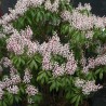 Piēra, Japanas "Bonfire" /pieris japonica/ - C2,5 kont.