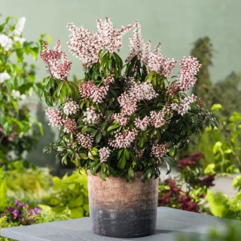 Piēra, Japanas "Bonfire" /pieris japonica/ - C2,5 kont.