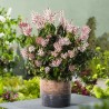Piēra, Japanas "Bonfire" /pieris japonica/ - C2,5 kont.