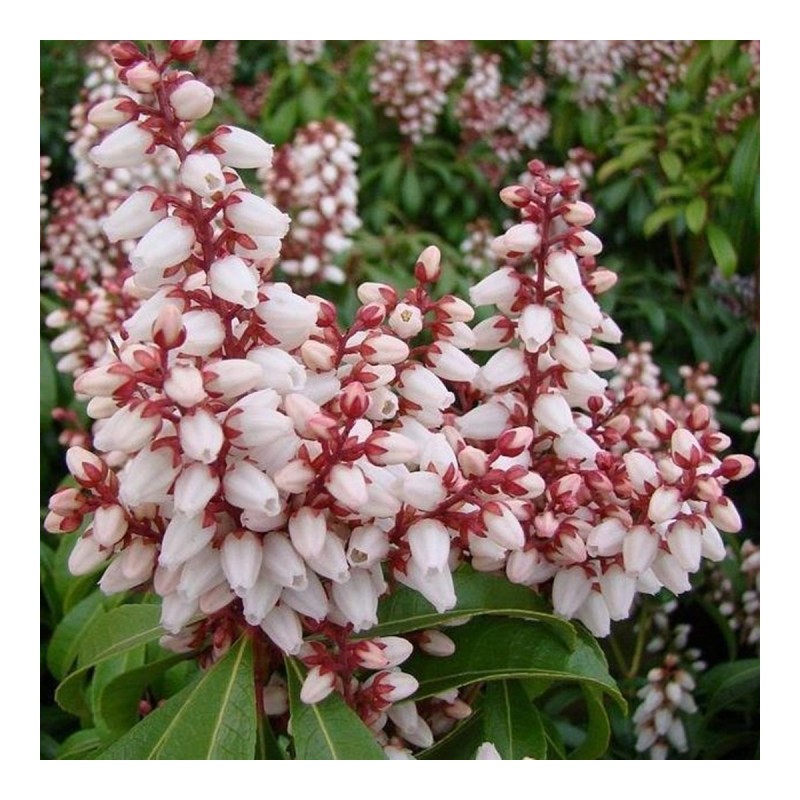 Pieris, japoninis "Bonfire" /pieris japonica/ - C2,5 kont.