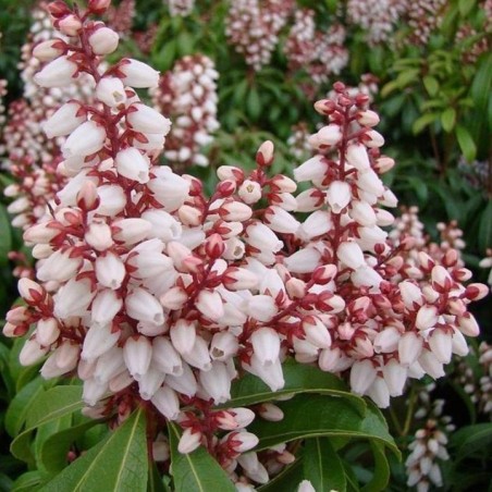 Piēra, Japanas "Bonfire" /pieris japonica/ - C2,5 kont.
