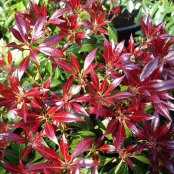Piēra, Japanas "Bonfire" /pieris japonica/ - C2,5 kont.