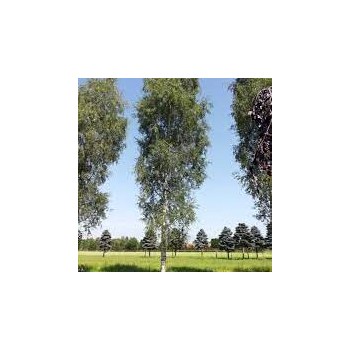 Bērzs, āra, nokarenais "Laciniata" /betula pendula/ - 100cm.