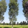 Bērzs, āra, nokarenais "Laciniata" /betula pendula/ - 100cm.
