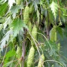 Bērzs, āra, nokarenais "Laciniata" /betula pendula/ - 100cm.
