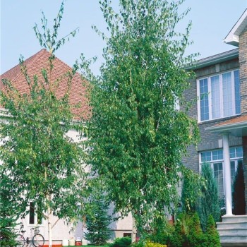 Bērzs, āra, nokarenais "Laciniata" /betula pendula/ - 100cm.