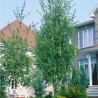 Bērzs, āra, nokarenais "Laciniata" /betula pendula/ - 100cm.