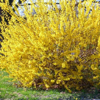Forsītija, Korejas ,,Kumson,, /Forsythia x koreana/- C2,5 kont.