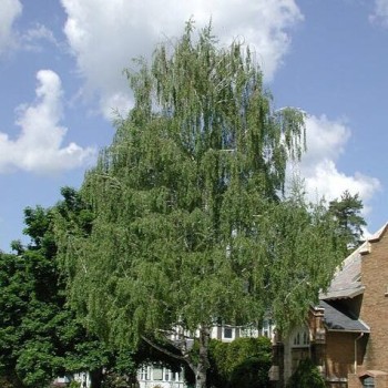 Bērzs, āra, nokarenais "Laciniata" /betula pendula/ - 100cm.