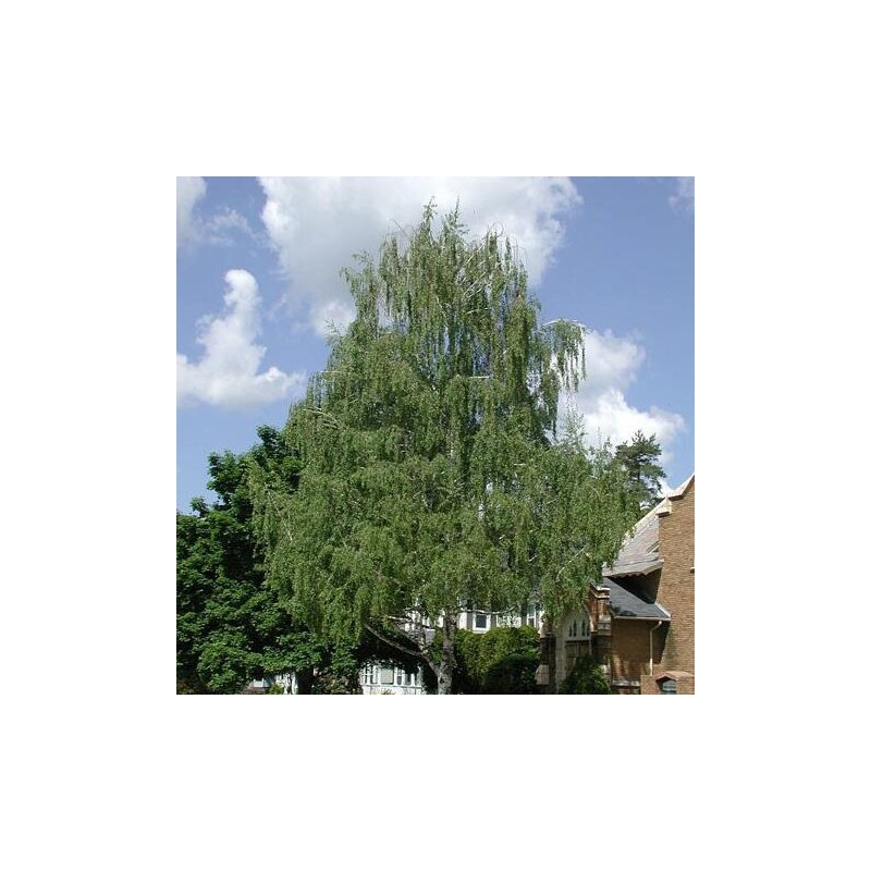 Bērzs, āra, nokarenais "Laciniata" /betula pendula/ - 100cm.