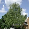 Bērzs, āra, nokarenais "Laciniata" /betula pendula/ - 100cm.