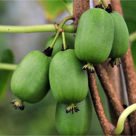 Aktinīdijas (kivi) stāds ar ogām (siev.) /actinidia arguta/ - C2,5 kont.
