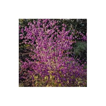 Gražuolė, bodinjė "Profusion" /callicarpa bodinieri/ - C2,5 kont.