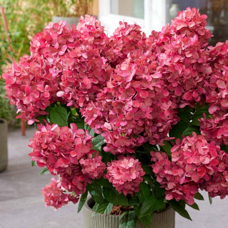 Hortenzija, skarainā ,,Bonfire,, /Hydrangea paniculata/ - C3 kont.