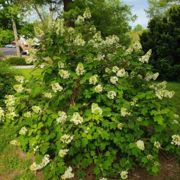 Hortenzija, ozollapu 'Sikes Dwarf' /hydrangea quercifolia/ - C4 kont.