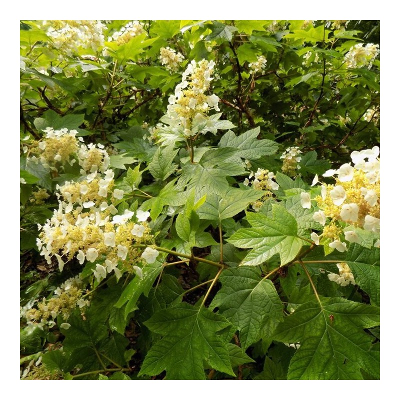 Hortenzija, ozollapu 'Sikes Dwarf' /hydrangea quercifolia/ - C4 kont.