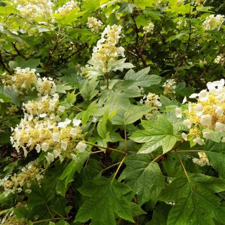 Hortenzija, ozollapu 'Sikes Dwarf' /hydrangea quercifolia/ - C4 kont.