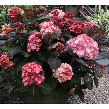 Hortenzija, liellapu 'Miss Saori' /hydrangea macrophylla/ - C2,5 kont.