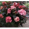 Hortenzija, liellapu 'Miss Saori' /hydrangea macrophylla/ - C2,5 kont.