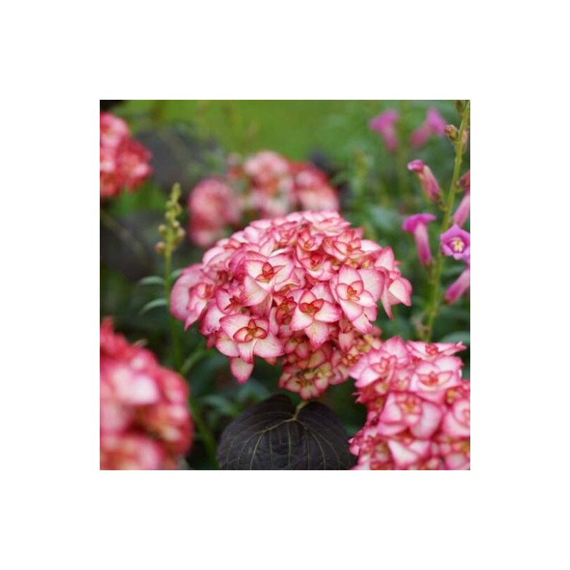 Hortenzija, liellapu 'Miss Saori' /hydrangea macrophylla/ - C2,5 kont.