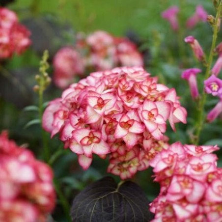 Hortenzija, liellapu 'Miss Saori' /hydrangea macrophylla/ - C2,5 kont.