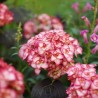 Hortenzija, liellapu 'Miss Saori' /hydrangea macrophylla/ - C2,5 kont.