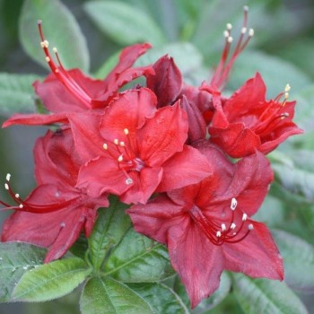 Vasarzaļais rododendrs...