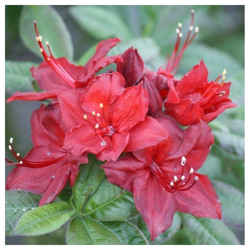 Vasarzaļais rododendrs "Doloroso,, /azalea mollis/ - C3 kont.