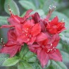 Vasarzaļais rododendrs "Doloroso,, /azalea mollis/ - C3 kont.