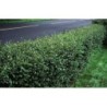 Klintene spožā- dzīvžogam. Cotoneaster lucidus. Kailsakņu stāds 40-70cm.