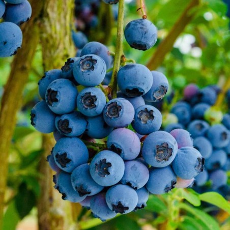 Krūmmellene ,,Reka,, /Vaccinium corymbosum/ - C2,5 kont.