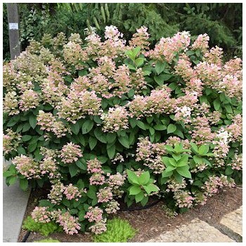 Hortenzija, skarainā ,,Little Quick Fire,, /Hydrangea paniculata/ - C12 kont,.