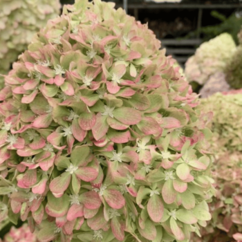 Hortenzija, skarainā ,,Pixio,, /Hydrangea paniculata/ - C2,5 kont.